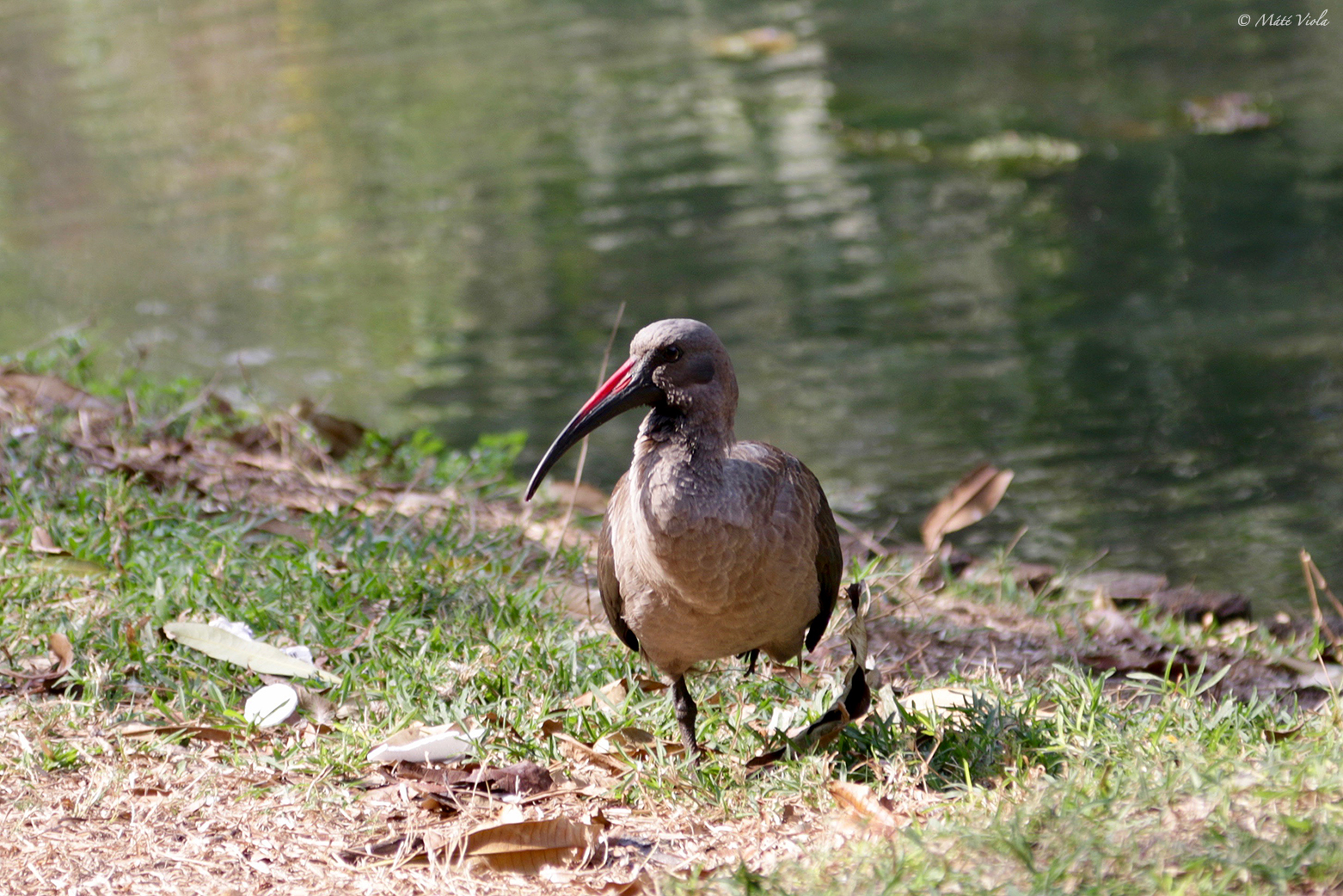 L’ibis à bec courbé