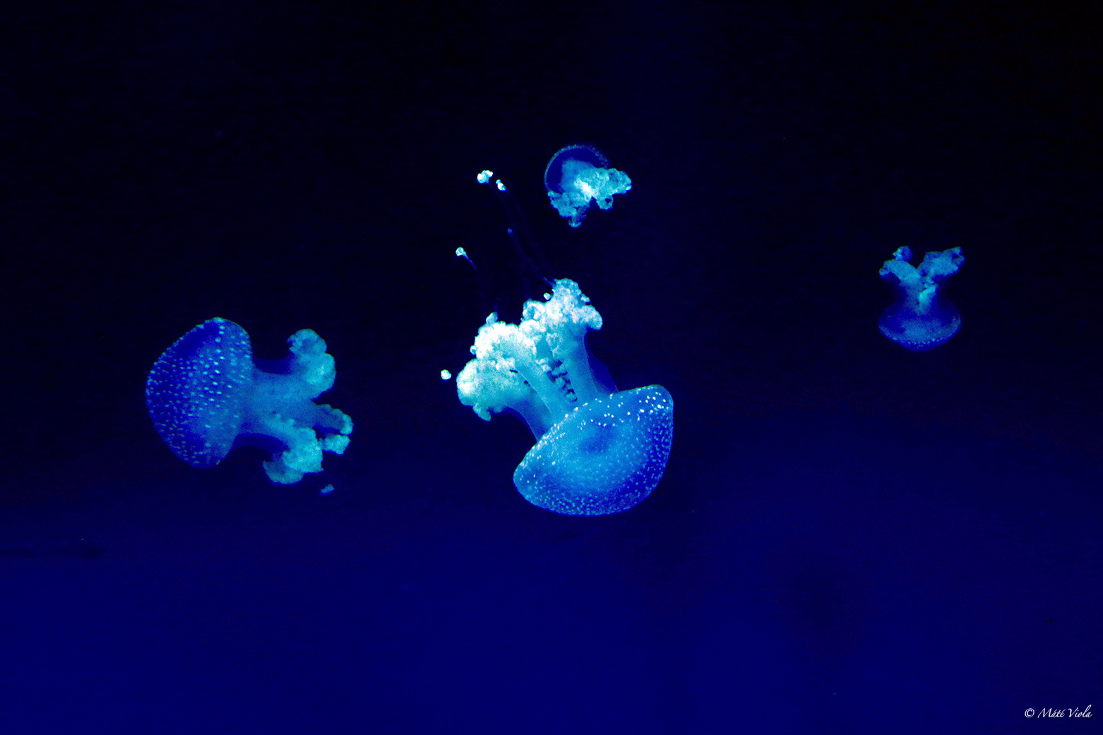 Pettyes medúza